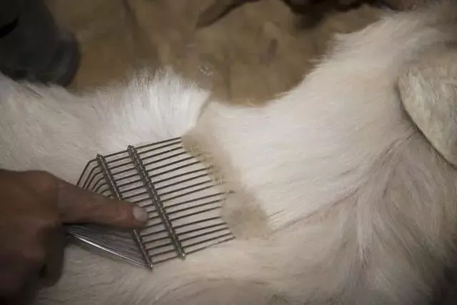 麝牛绒不同于羊绒和羊毛,羊绒是山羊毛根部一层薄薄的细绒,入冬时长