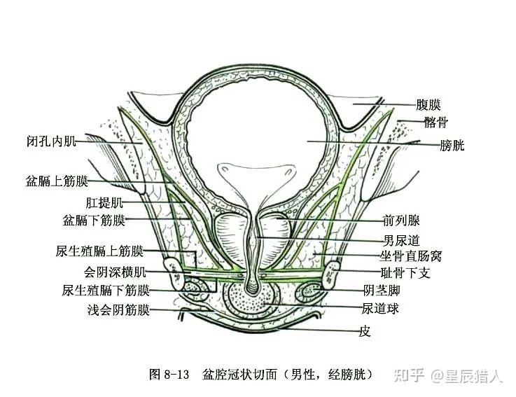 女性生殖系统解剖图（建议收藏） 知乎 