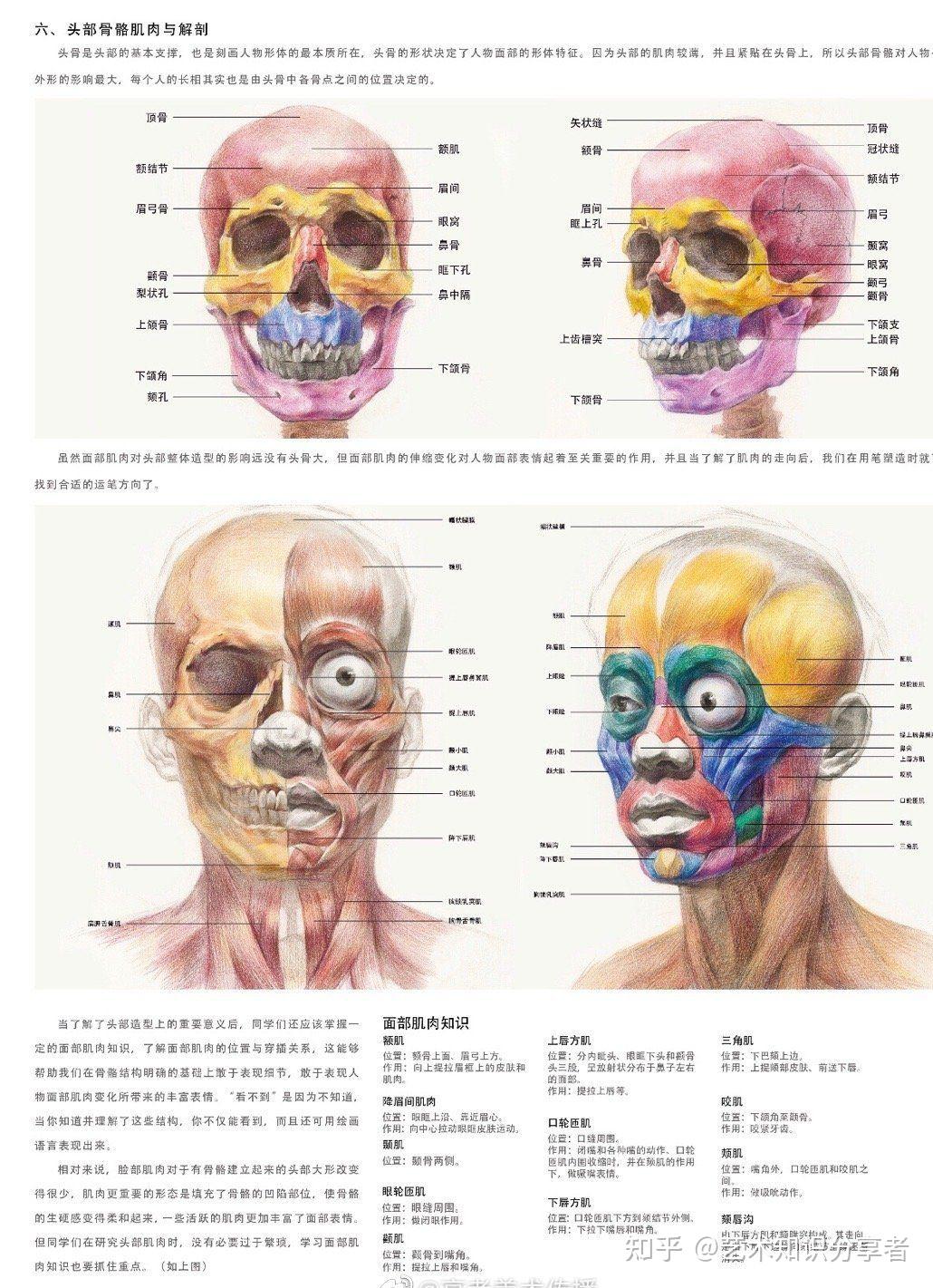 图例与文字带你清晰认识头部骨骼肌肉与解刨