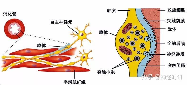 基本组织 — 神经组织知识分享 - 知乎