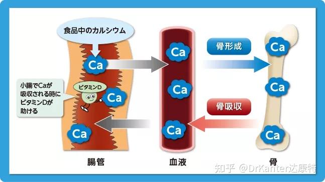 健康骨骼先补钙骨骼主要是由钙和磷组成的羟基磷灰石构成的.