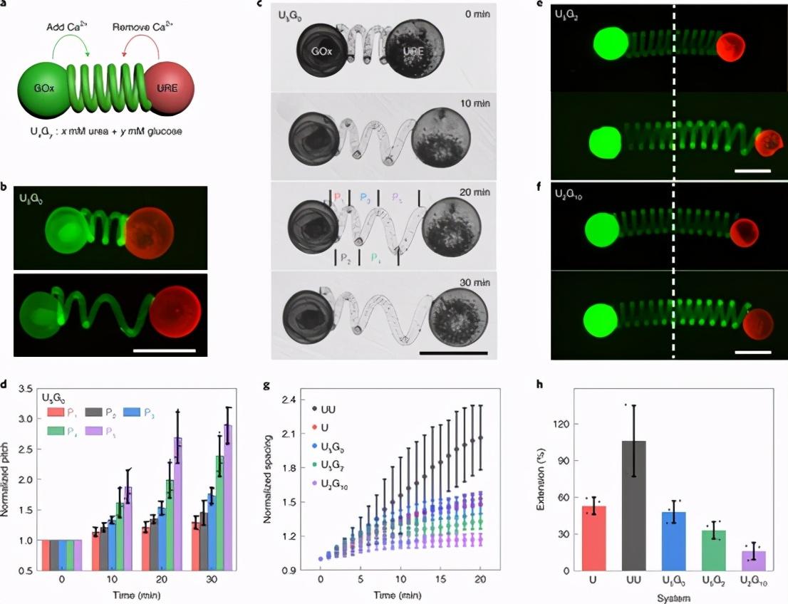 naturechemistry布里斯托大学螺旋水凝胶丝基的软微致动器