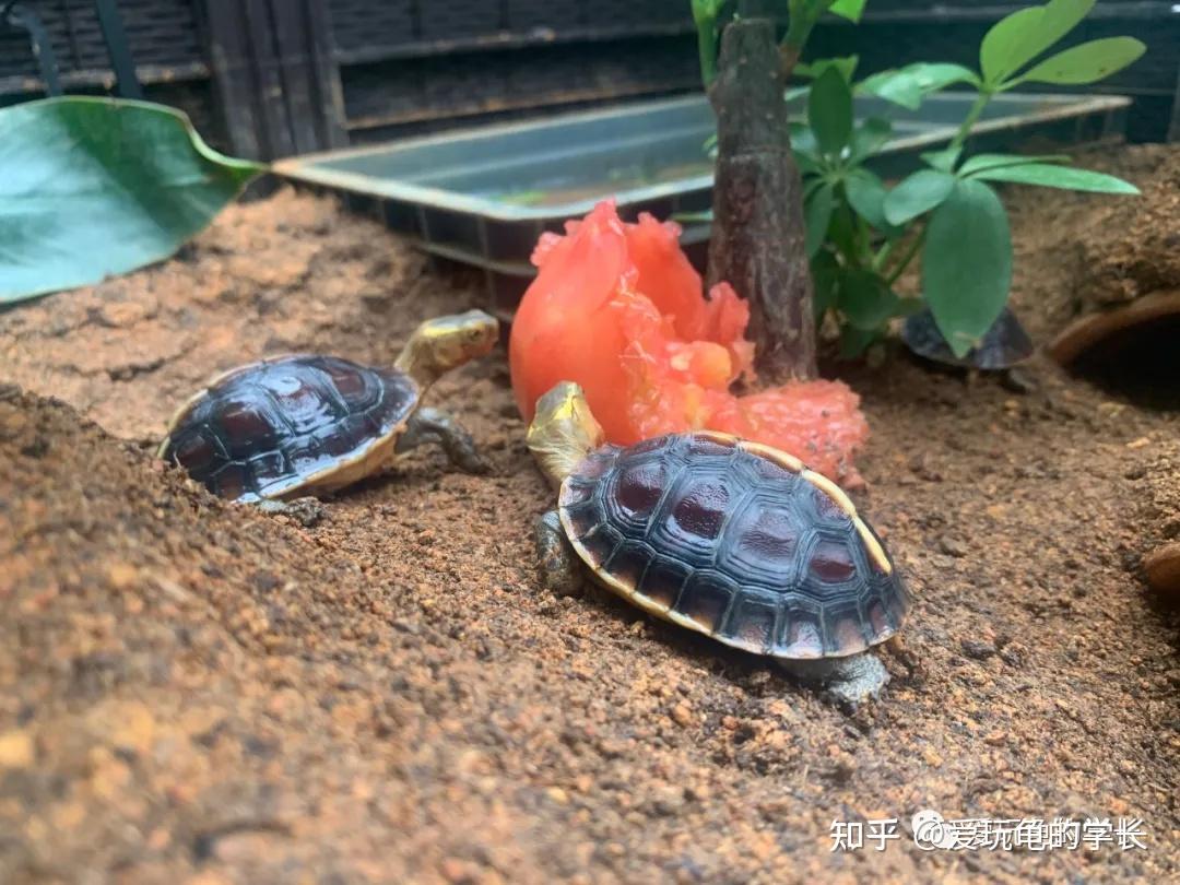学长知识篇：认识半水龟 - 知乎