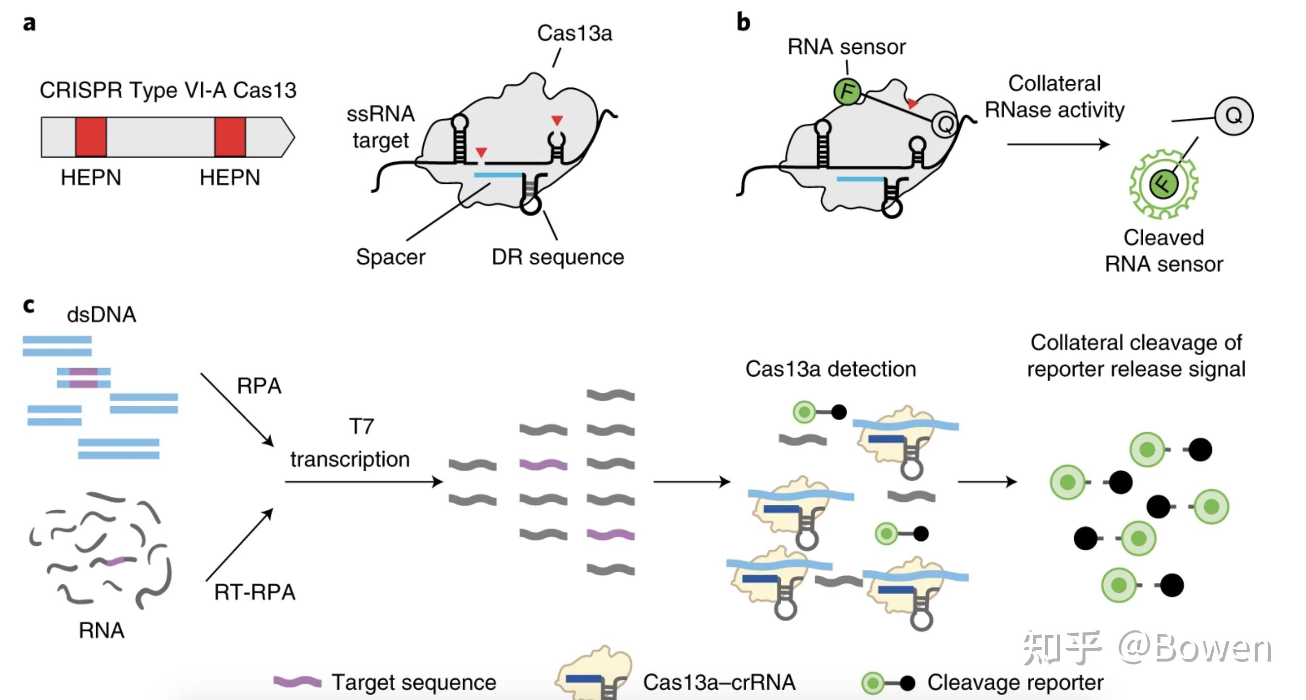 Crispr Cas13系统的分类、功能及应用 知乎