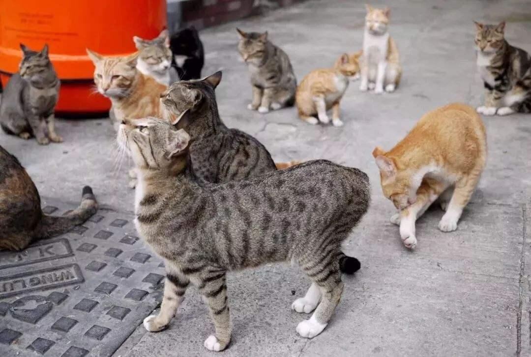 流浪猫不是你想养就能养的,注意这4步Get一只属于你的小猫咪 - 知乎