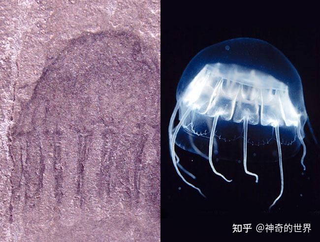 左图:寒武纪的水母,  右图:这种水母到今天仍然生存,且拒绝进化
