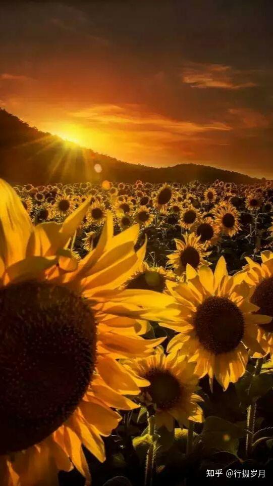 在感恩的岁月里我们途经美丽的风景