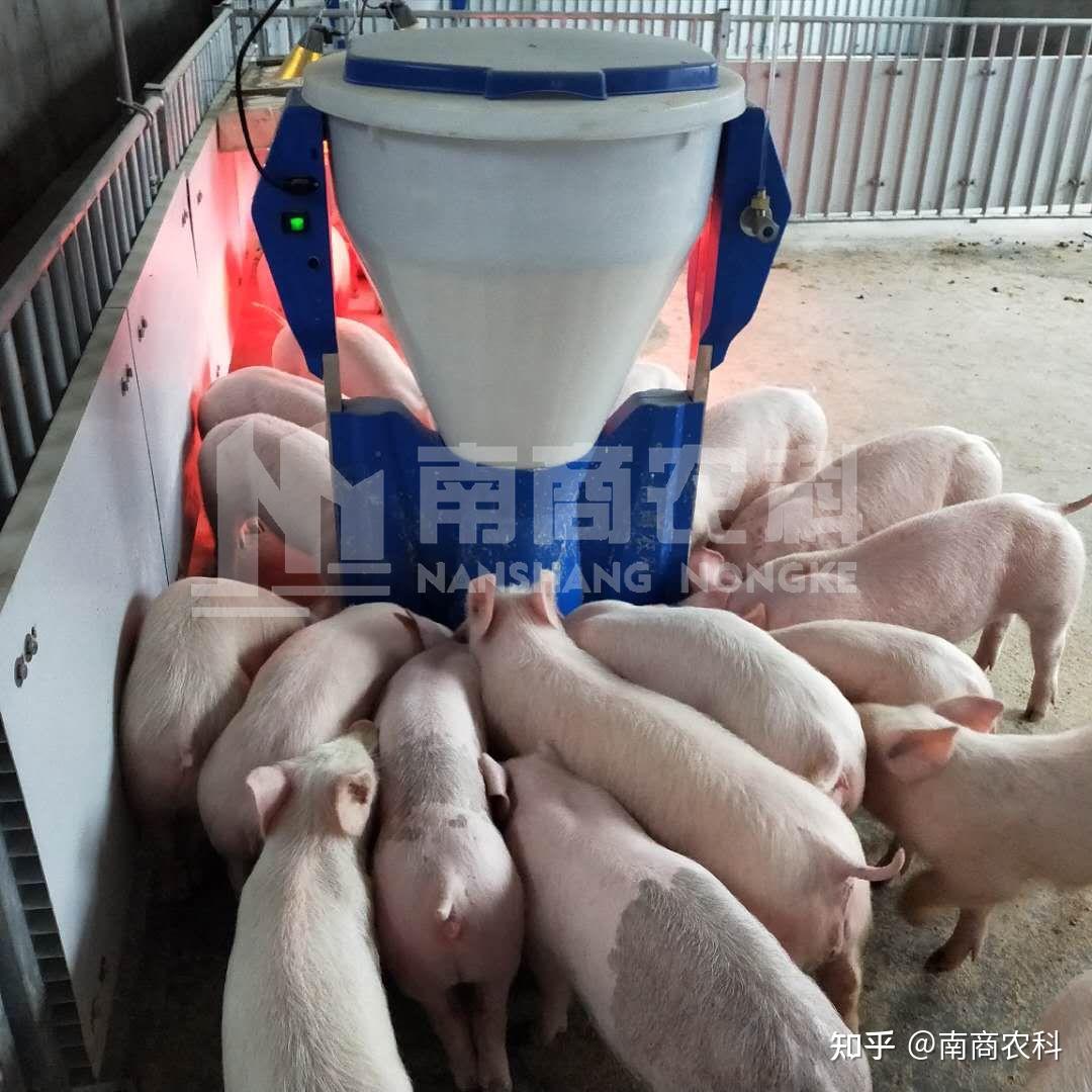 如何降低养猪饲料成本？ 知乎 