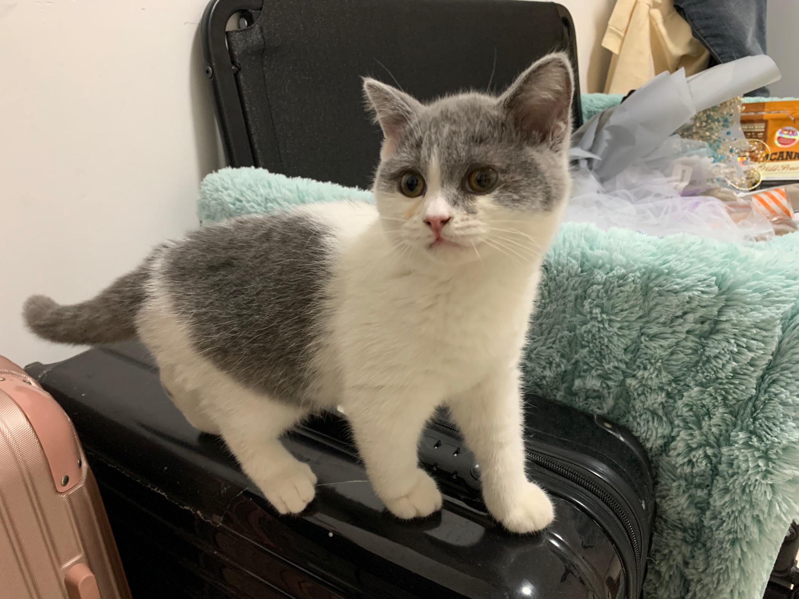 <p>求帮忙鉴定是英短蓝白还是土猫,性格太活泼了,而且能跳很高