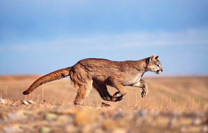 puma speed cat homme pas cher