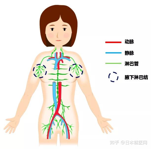 手臂上的淋巴结示意图图片