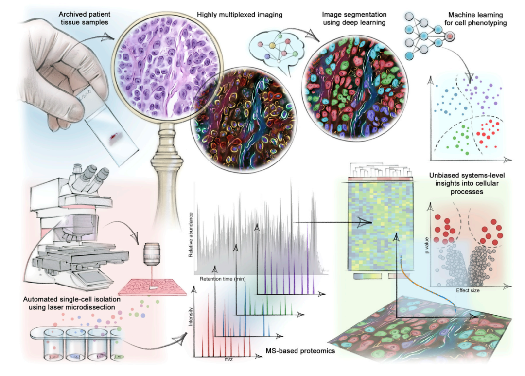molecularcell单细胞分辨率的无偏空间蛋白质组学及其
