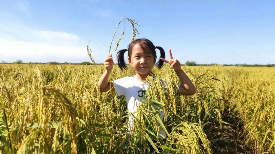 新稻开镰!种植基地上的小女孩"这米太香了,连叶子和稻花都是香的".