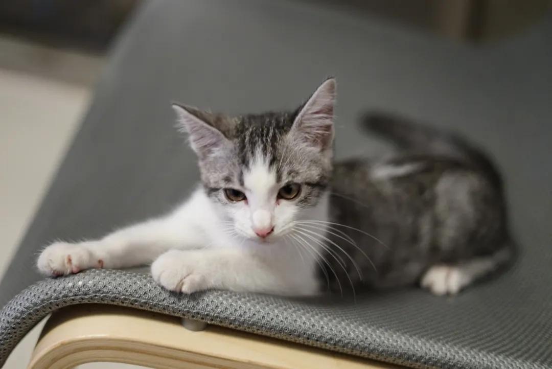 v2-d8aa9c0aa145b9426e544b381fa661d7_1440w.jpg?source=172ae18b