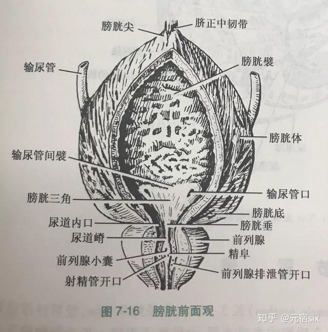 狠狠憋尿,真能把膀胱憋爆炸吗?