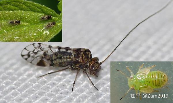 益虫 害虫 老是分不清楚 图鉴它们 驱除敌军 害虫篇 知乎