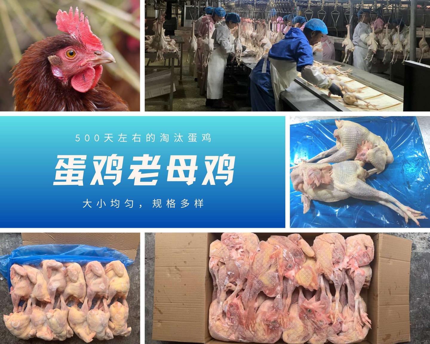 白条鸡是整鸡种类的统称，而不是单指一个产品哦 - 知乎