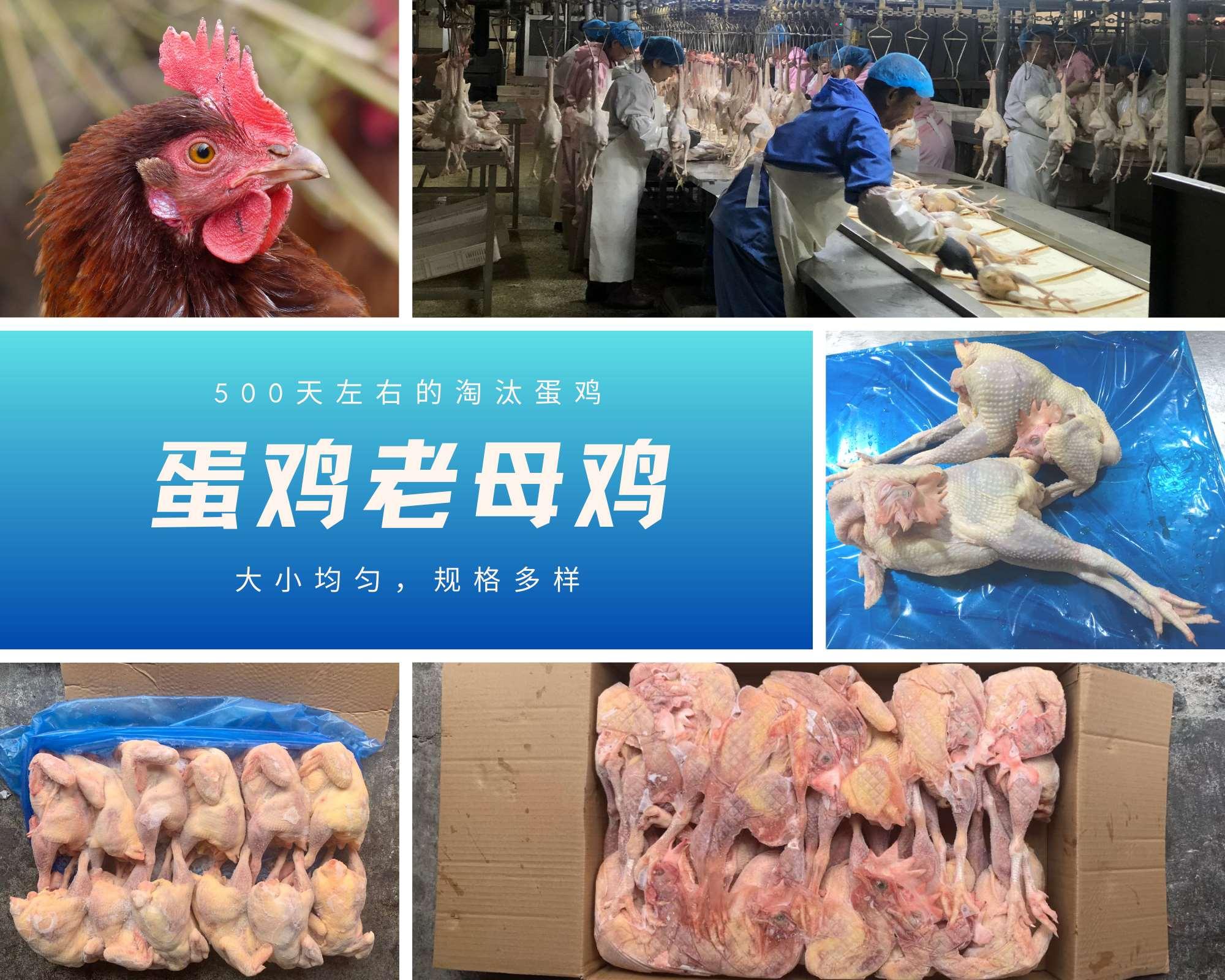 白条鸡是整鸡种类的统称,而不是单指一个产品哦 - 知乎