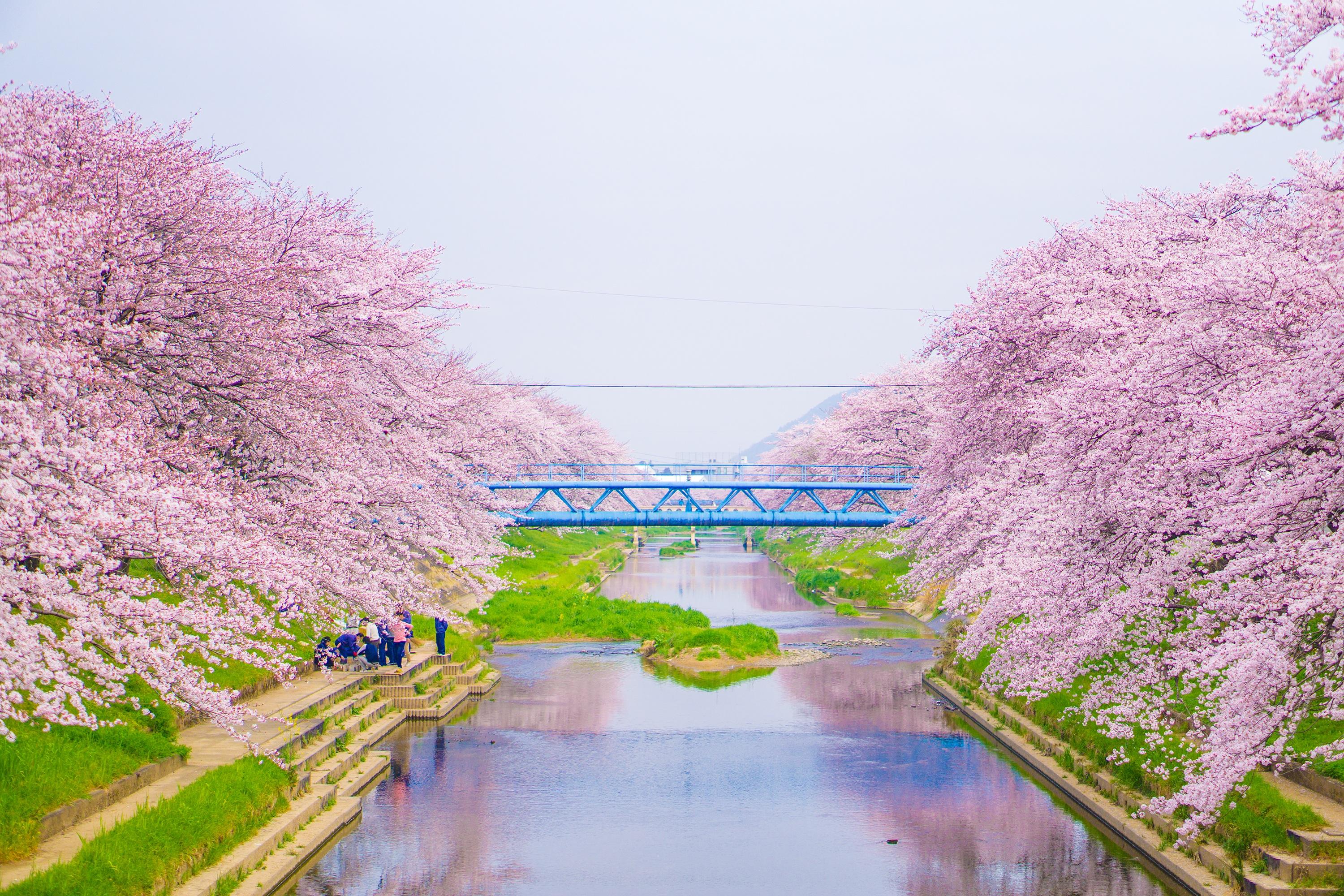 日本樱花照片_日本樱花节的照片_微信公众号文章