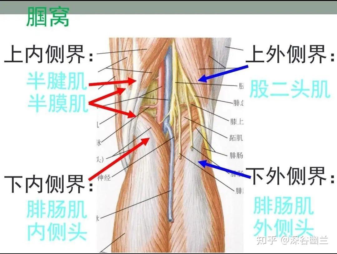 腘窝拉扯痛图片