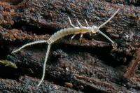 大喵教你识昆虫