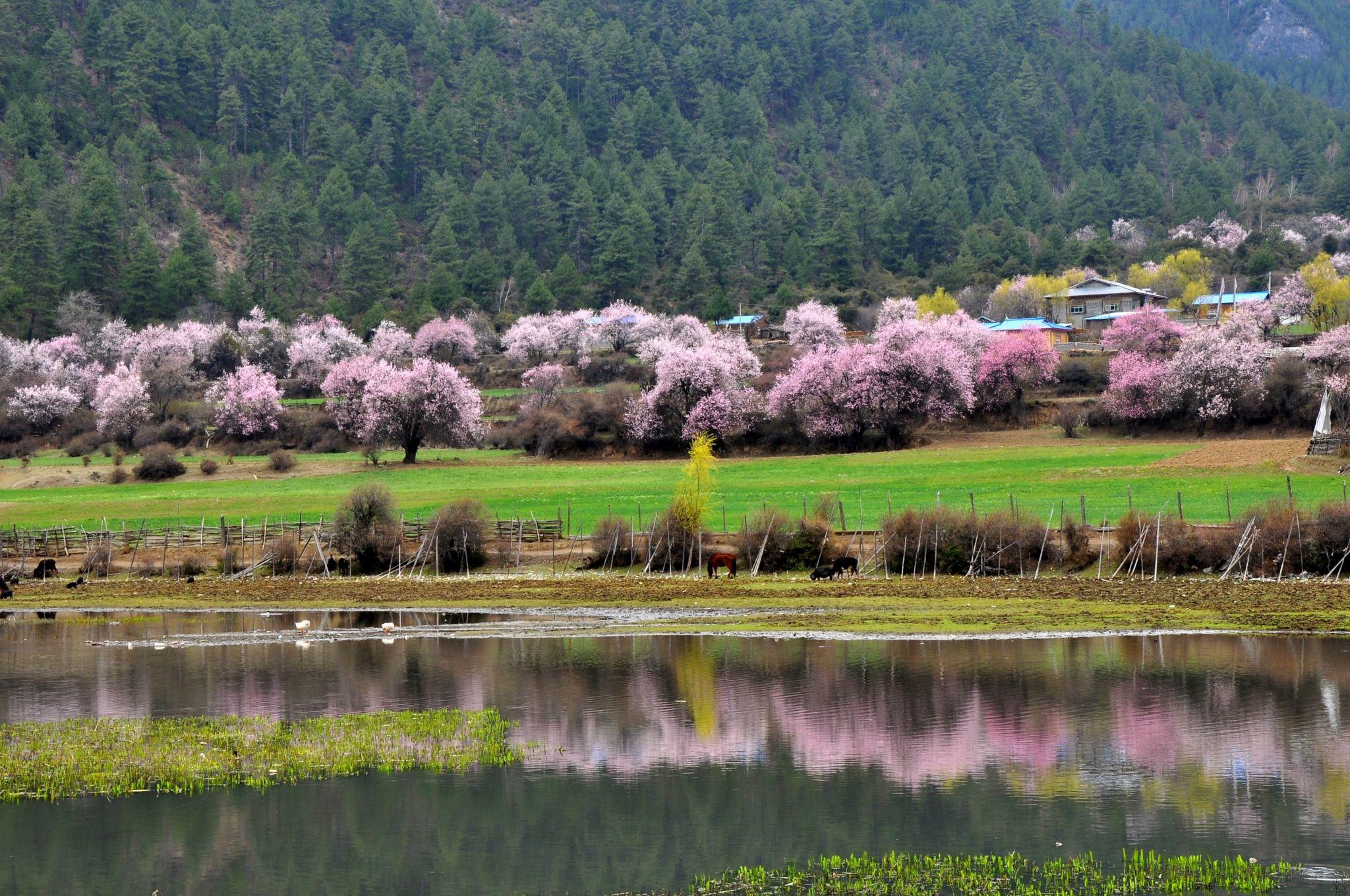 永川茶山竹海的春天来了，满眼的绿色以及热到旋转的清明。|永川|茶山竹海|满眼_新浪新闻