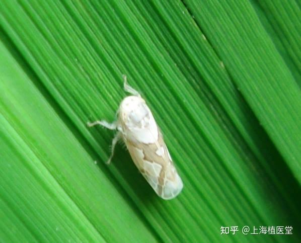 病虫害科普丨叶蝉的危害与防治