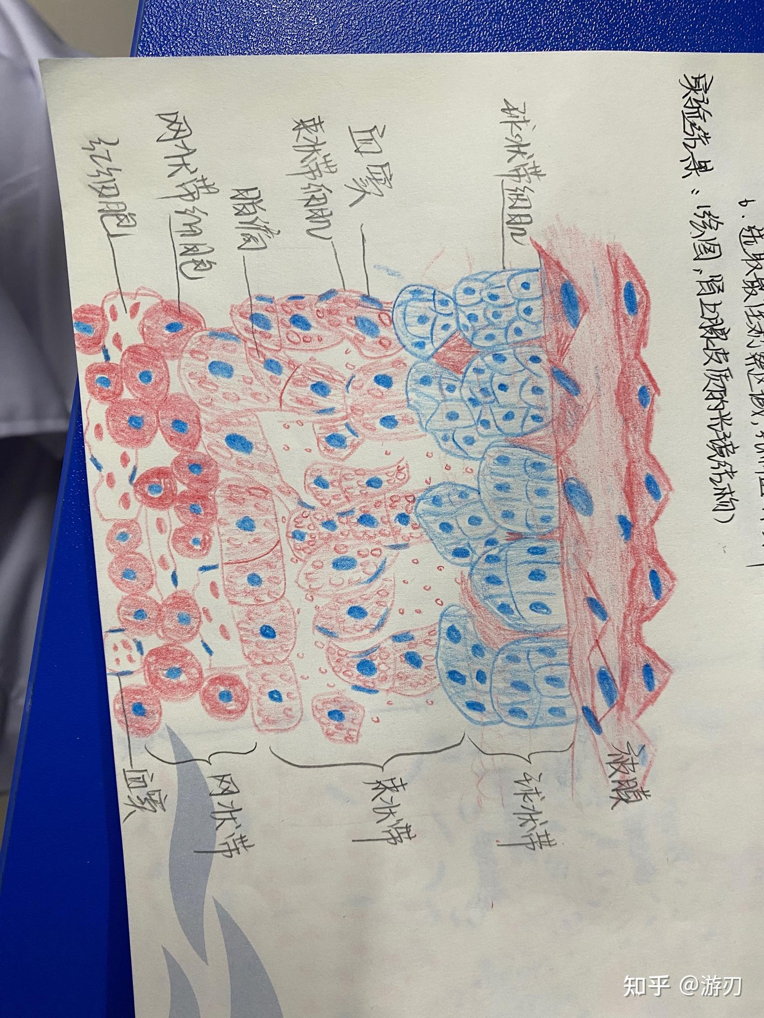 肾上腺红蓝图图片