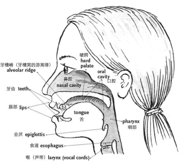 頭腔共鳴感覺的獲得是在口腔共鳴的基礎上,然後把聲波在硬顎上的集中