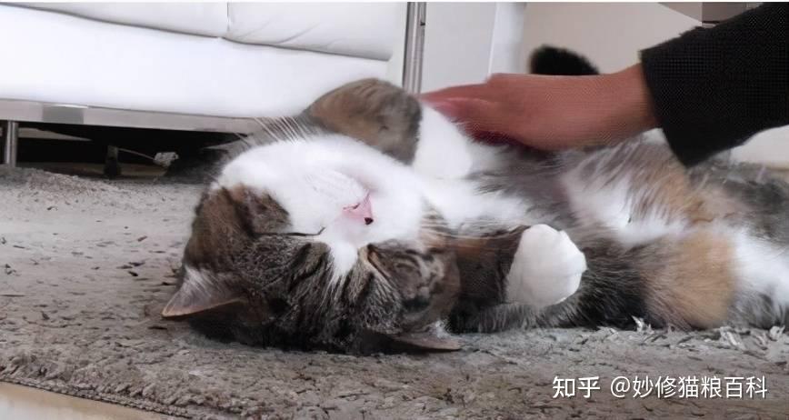 猫咪最喜欢被摸的5个部位很多人都摸错了