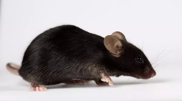 疾病小鼠模型系列之血友病篇