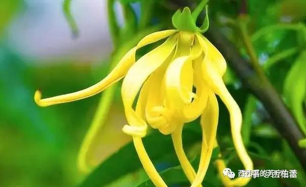 单方精油丨依兰依兰精油的功效和推荐用法 - 知乎