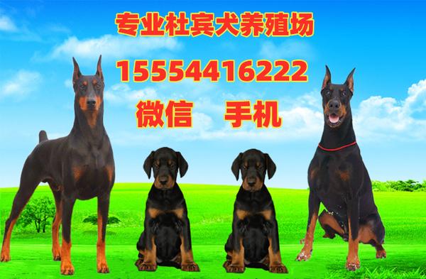 德系杜宾犬售价 德系杜宾犬价格 知乎