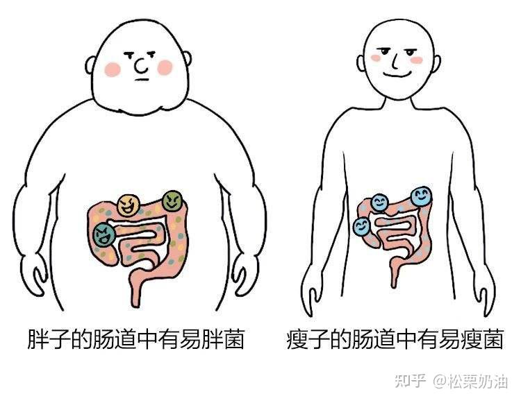 简单的跟大家科普一下他的原理,毕竟益生菌在国外已经是家中常备,但