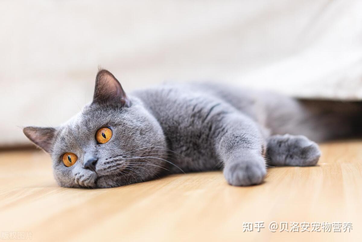 一天睡18个小时，猫咪为何睡觉时间这么长？ - 知乎
