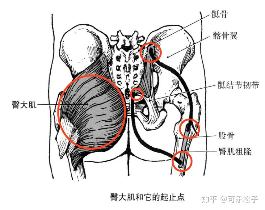 臀大肌