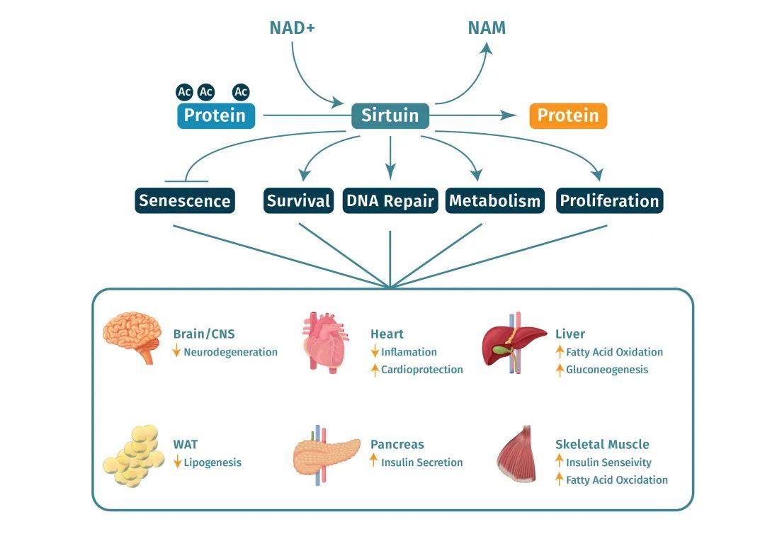 在135岁世界最长寿的女性身上,科学家们找到长寿的秘密 - 知乎