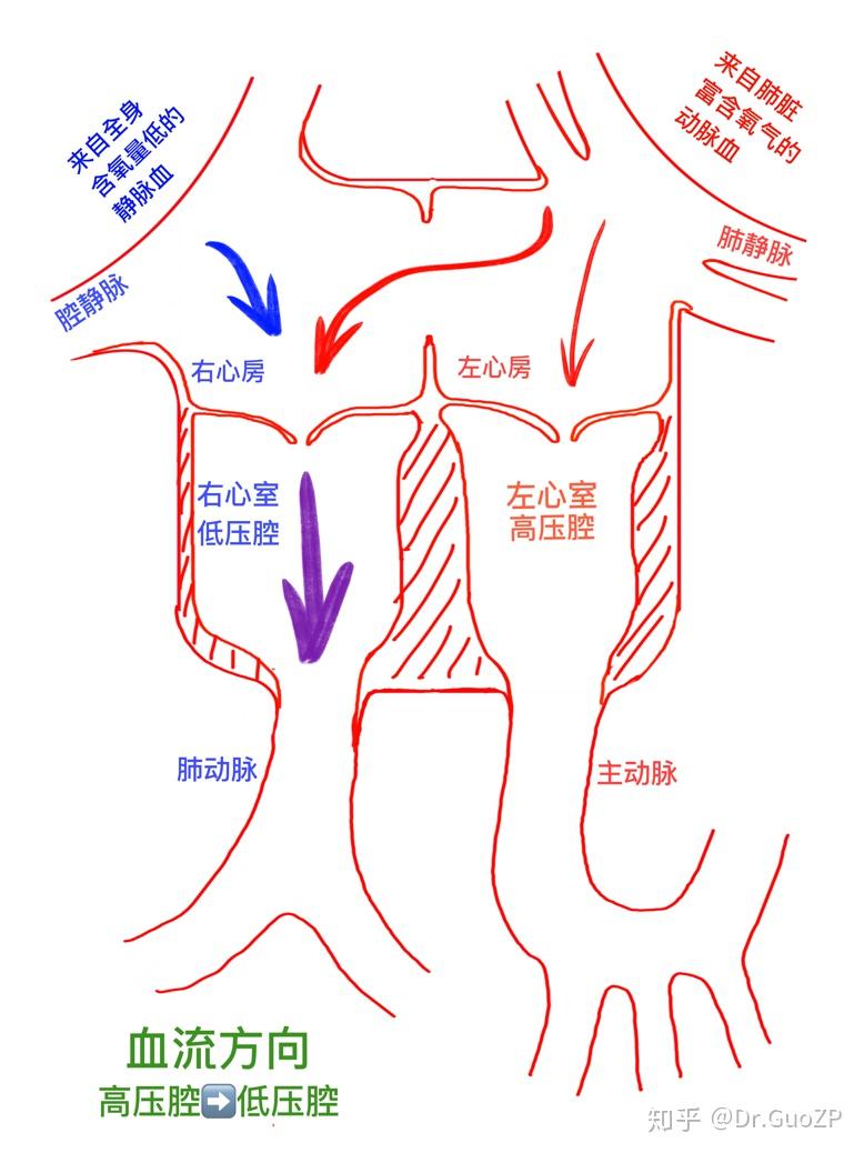 箭头的粗细代表血流量的多少;蓝色 乏氧的静脉血;红色 富含氧的动脉血