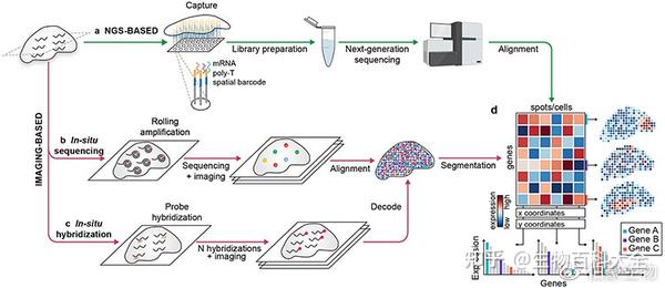 Nature综述|利用空间转录组技术探索组织结构 - 知乎