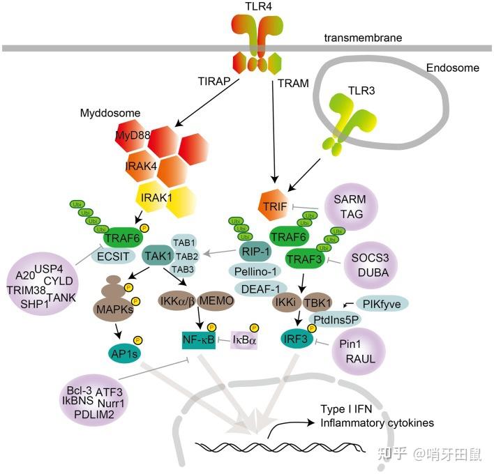 Pattern Recognition Receptor Prr