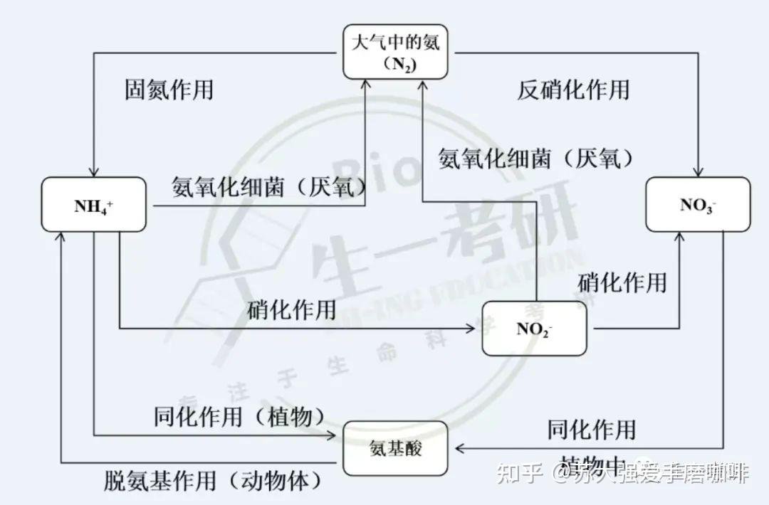 生物化学思维导图-氨基酸与蛋白质代谢 - 知乎