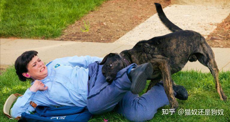 遇到恶犬咬人怎么办?别慌!打它这几个部位,一击就见效 - 知乎