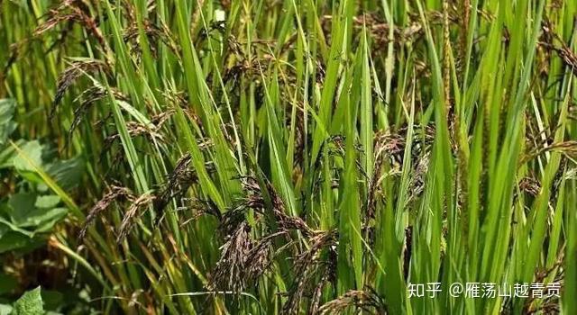 图说,诗经中的152种植物(一) - 知乎
