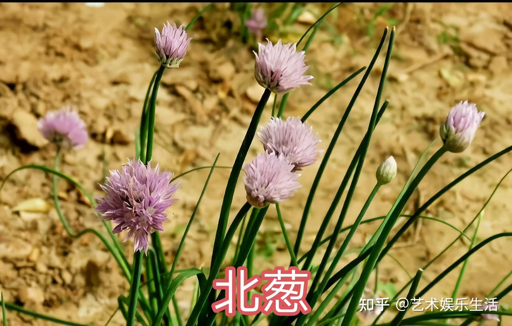 36种葱属的植物,常吃的葱蒜韭菜都是葱属植物 - 知乎