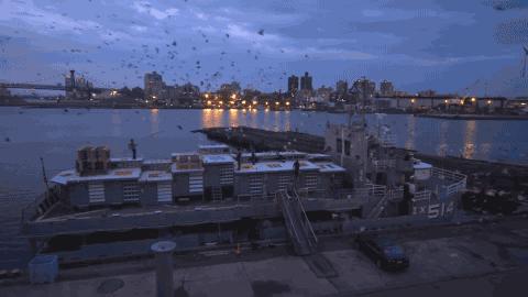 如何优雅地放鸽子艺术家和鸽子的不解之缘