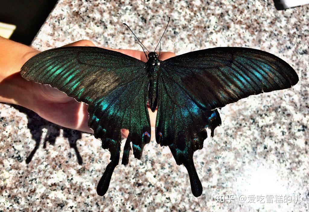 青凤蝶的寓意是冷艳高贵,稀有,自由,美和爱情,也可以象征死亡,因为