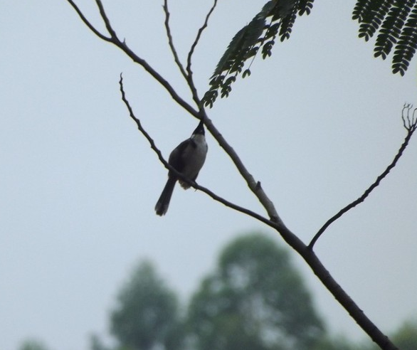 哪些人常做出头鸟