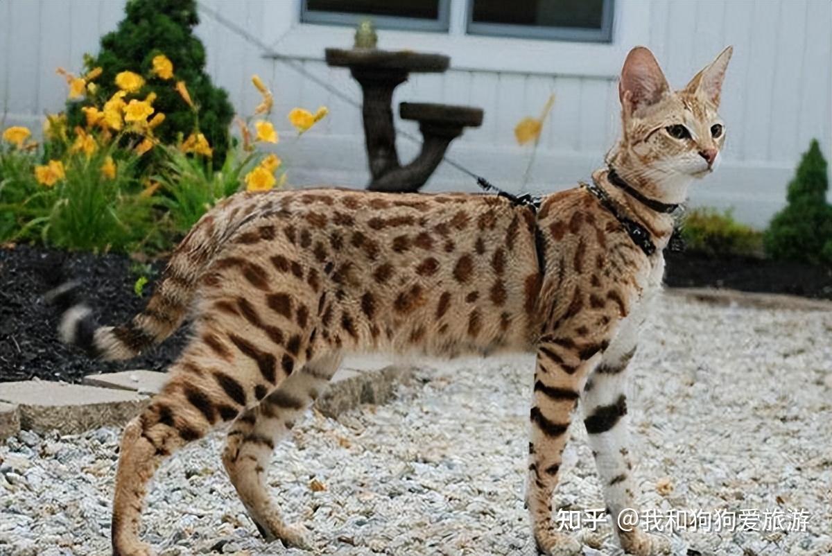 十大名贵猫 排行图片