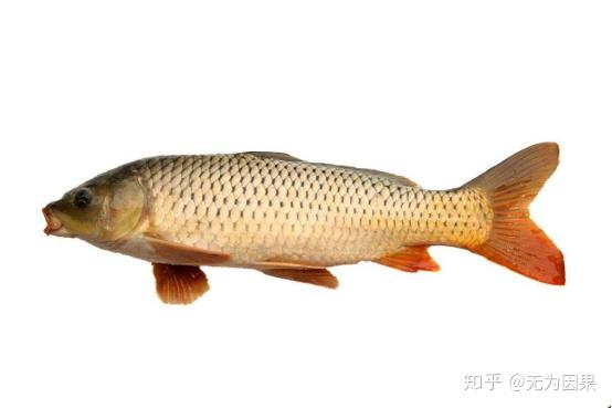 黄河金翅鲤鱼图片