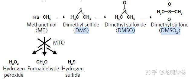 氧化分解,甲硫醇被转化为二甲基硫醚(dms),导致含硫代谢物(dms,dmso